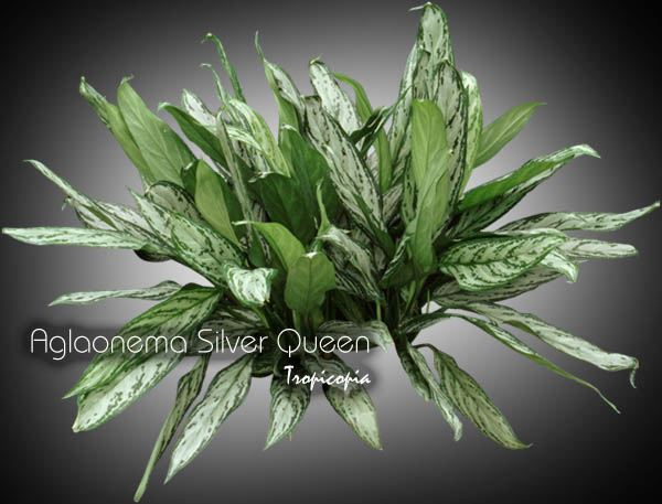 Aglaonema - Aglaonema 'Silver Queen' - Chinese Evergreen